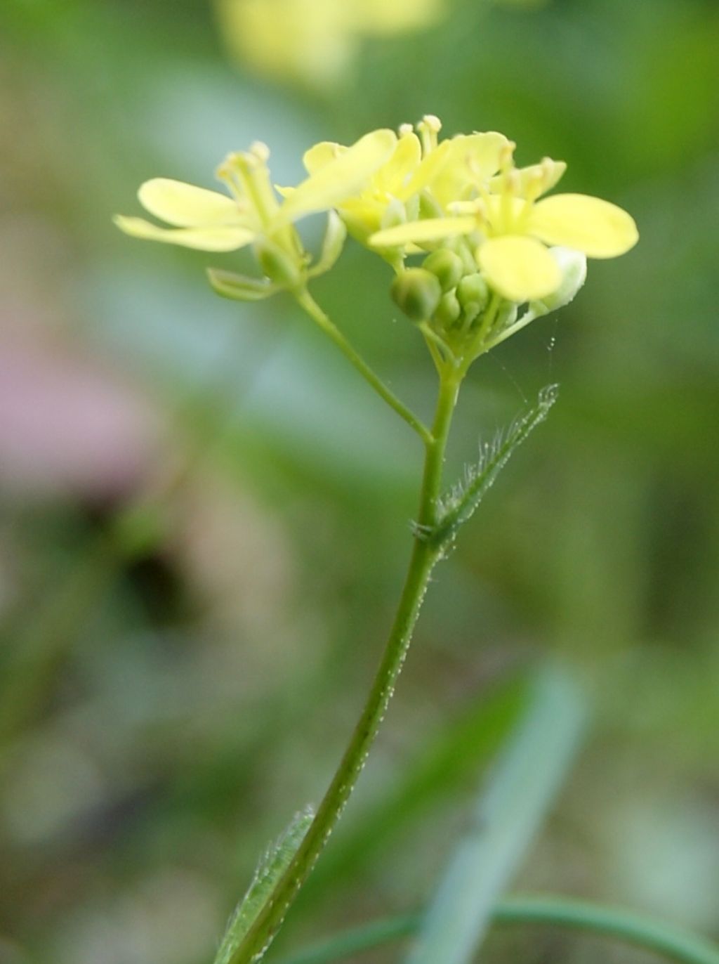 fiorellini gialli - cfr. Biscutella didyma